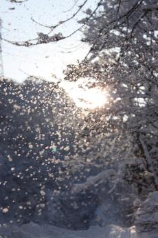 木々に積もった雪が風や重さによって舞い落ちる瞬間の写真