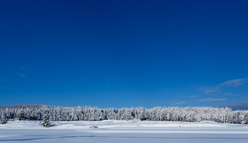 青い空の下に並んだ木々と雪原の風景写真