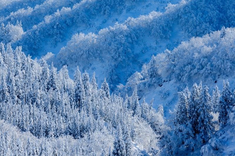 林の葉に雪が積もり、雪化粧を纏ったような風景写真