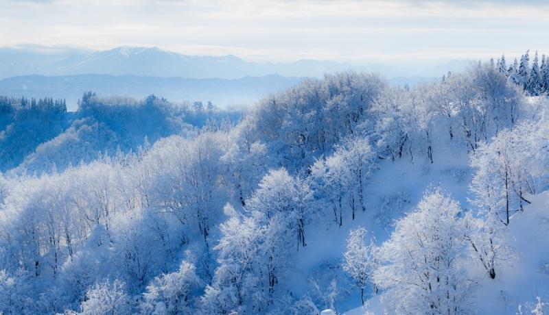 雪化粧を纏った森林の風景写真