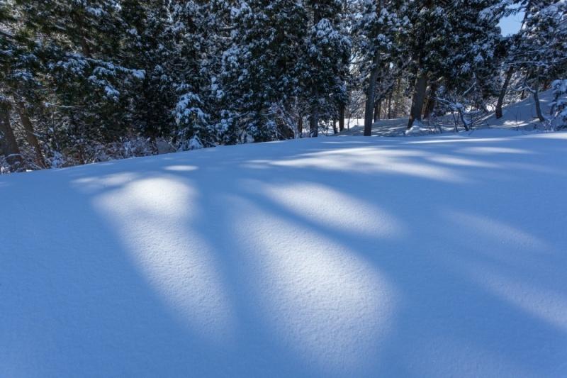 木々の間から朝日が光が射している雪の風景写真