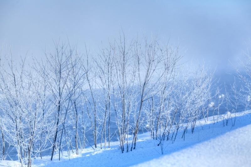 雪化粧を纏った木々の間から見える青い雪原の風景写真