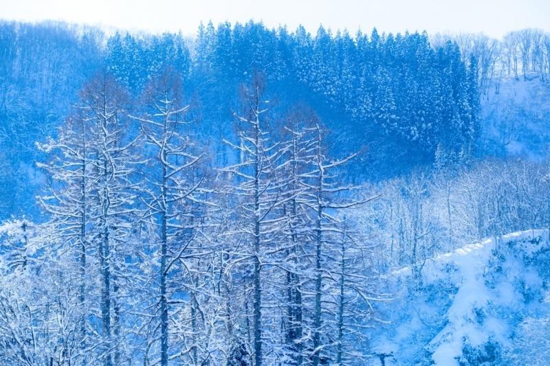 雪化粧を纏い全体が青い色に染まった森林の風景写真
