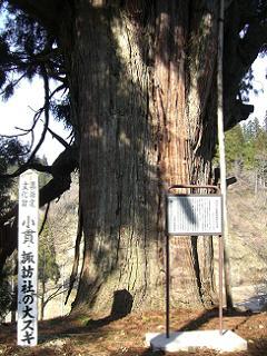 小貫諏訪社の大スギの太い幹の写真