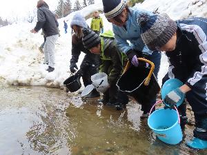 カムバックサーモン事業（火焔街道連携協議会主催事業）でサケの稚魚を放流する子どもたち