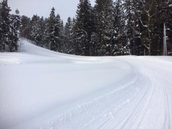 木々に囲まれた雪のコースの写真